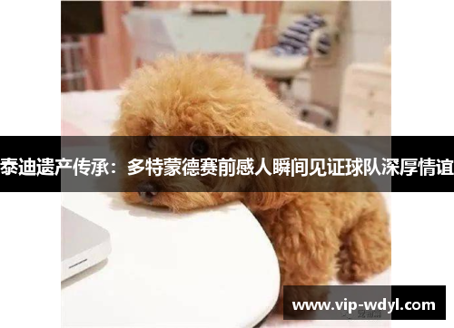 泰迪遗产传承:多特蒙德赛前感人瞬间见证球队深厚情谊 泰迪遗产传承:多特蒙德赛前感人瞬间见证球队深厚情谊